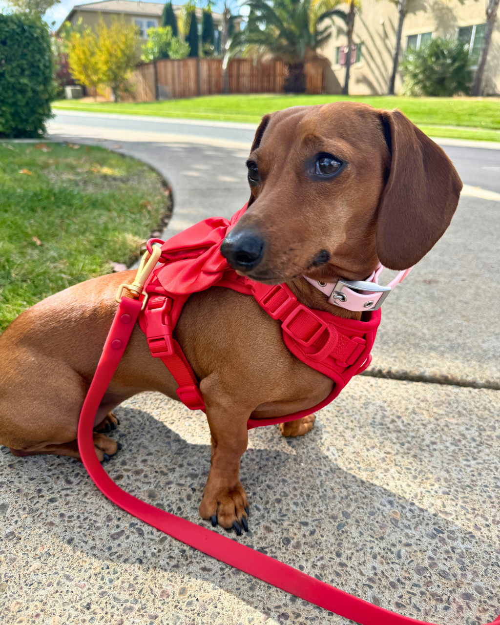 Wander! Multiway Leash -  Cherry