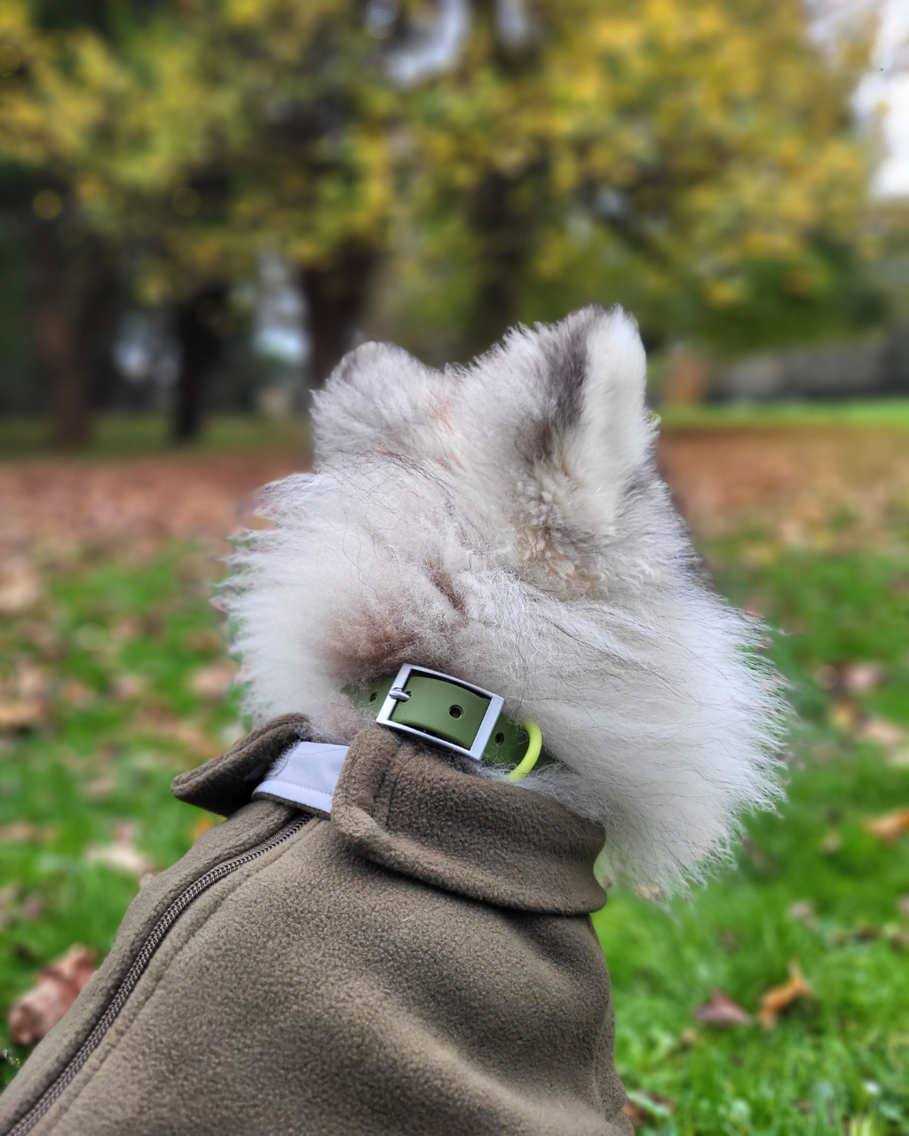 Wander! Waterproof Collar - Martini