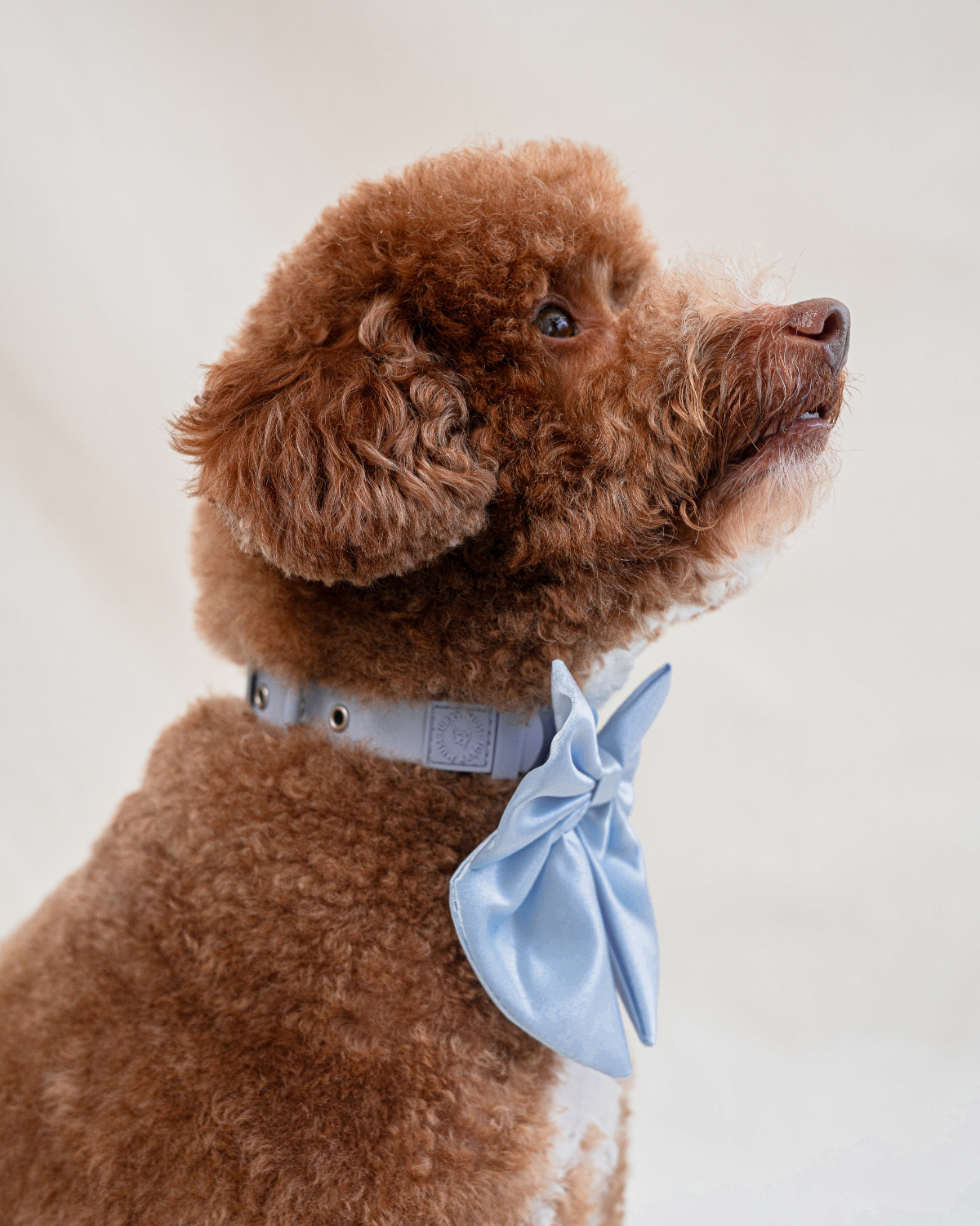 Wander! Waterproof Collar - Sky