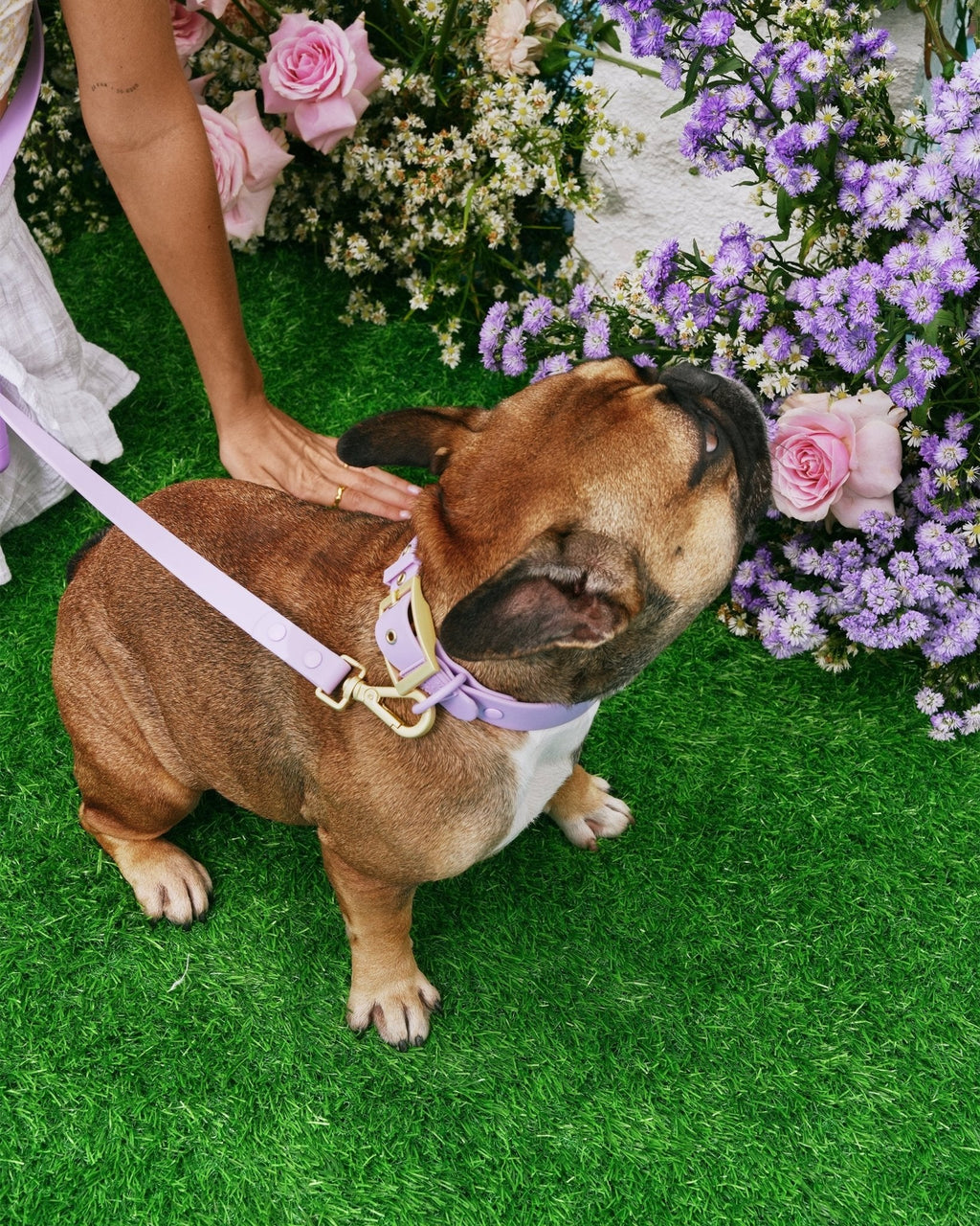 Wander! Waterproof Collar - Lilac