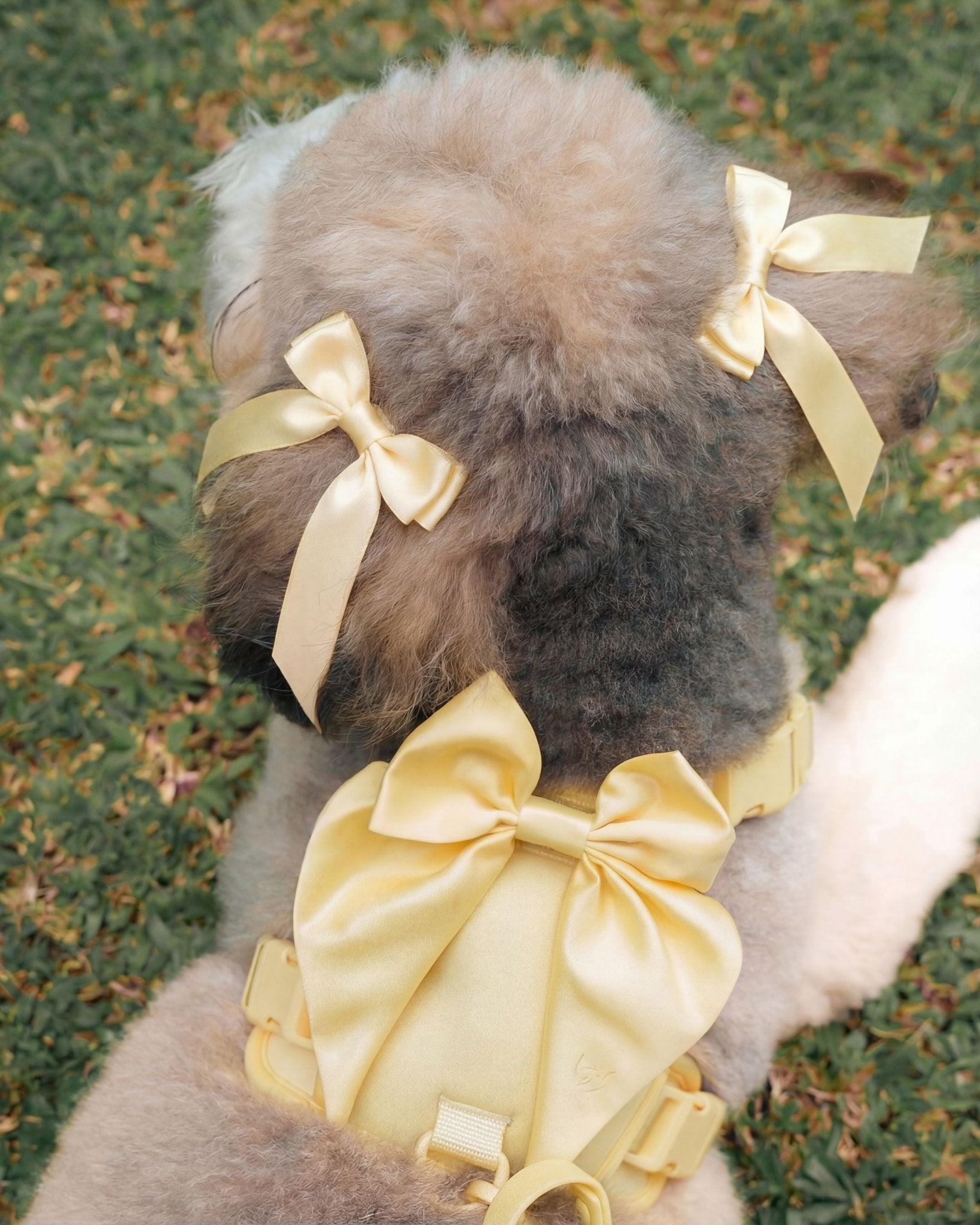 Wander! Bow Harness 2.0 - Buttercream