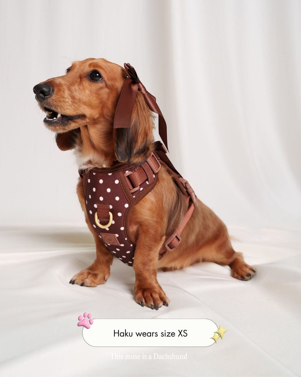 Wander! Bow Harness 2.0 - Cocoa Polka