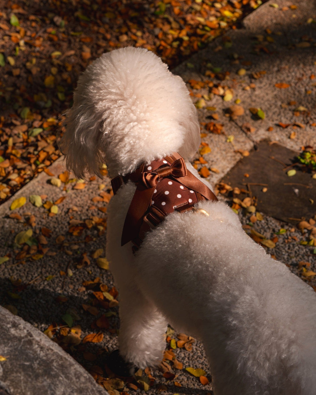 Wander! Bow Harness 2.0 - Cocoa Polka