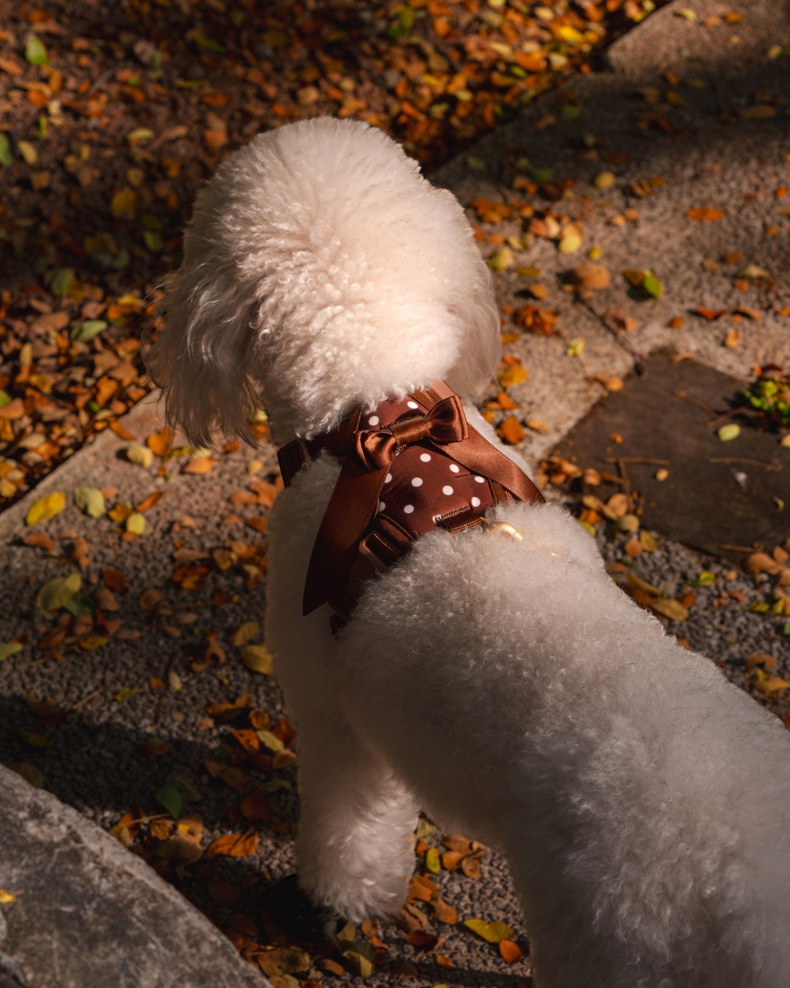 Wander! Bow Harness 2.0 - Cocoa Polka
