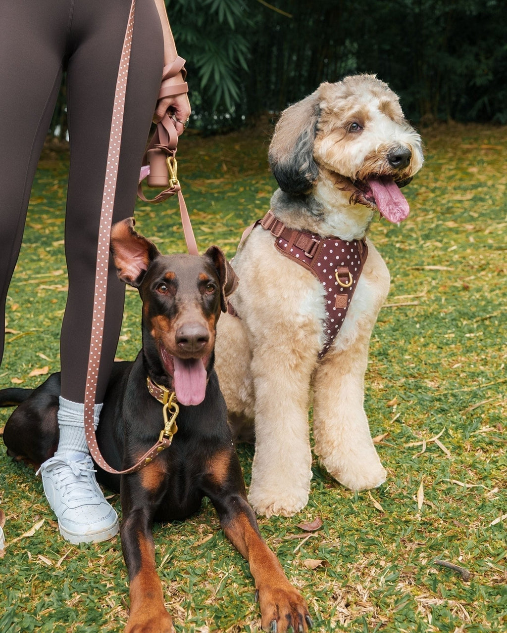 Wander! Bow Harness 2.0 - Cocoa Polka