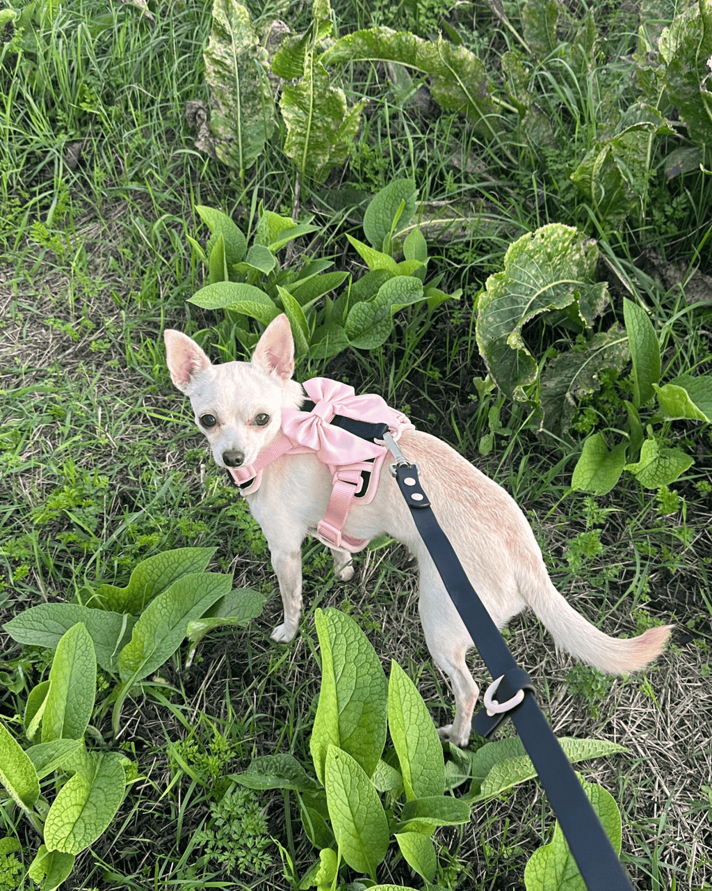 Wander! Multiway Leash & Poop Pouch Ballerina