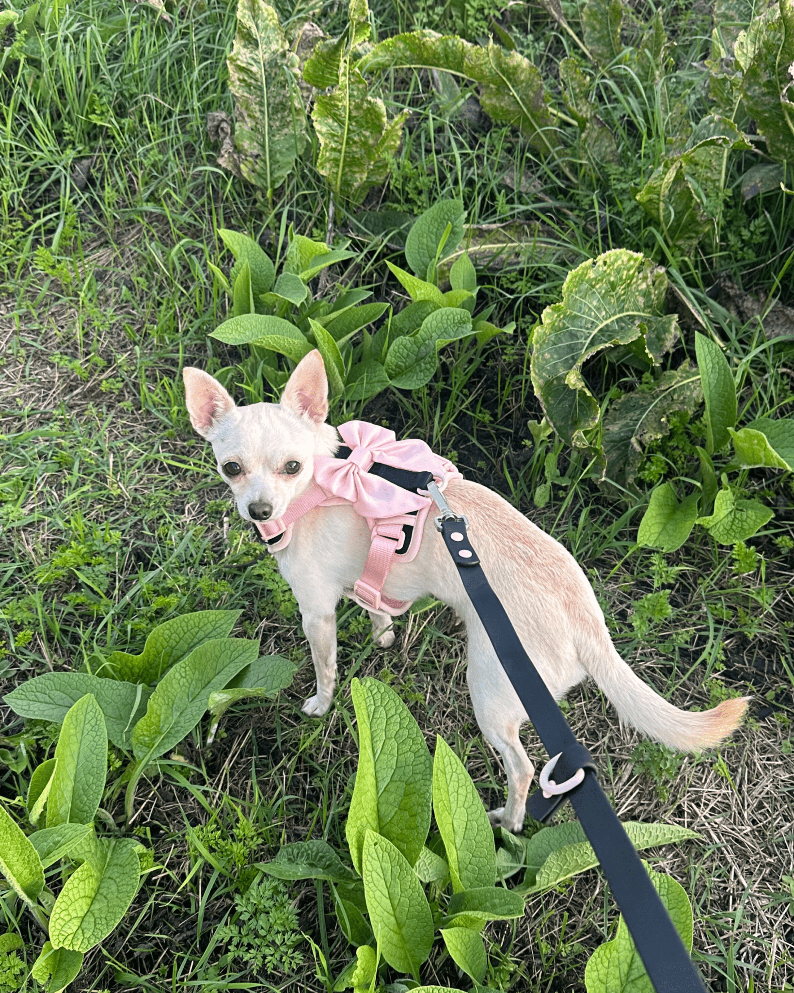 Wander! Multiway Leash & Poop Pouch Ballerina