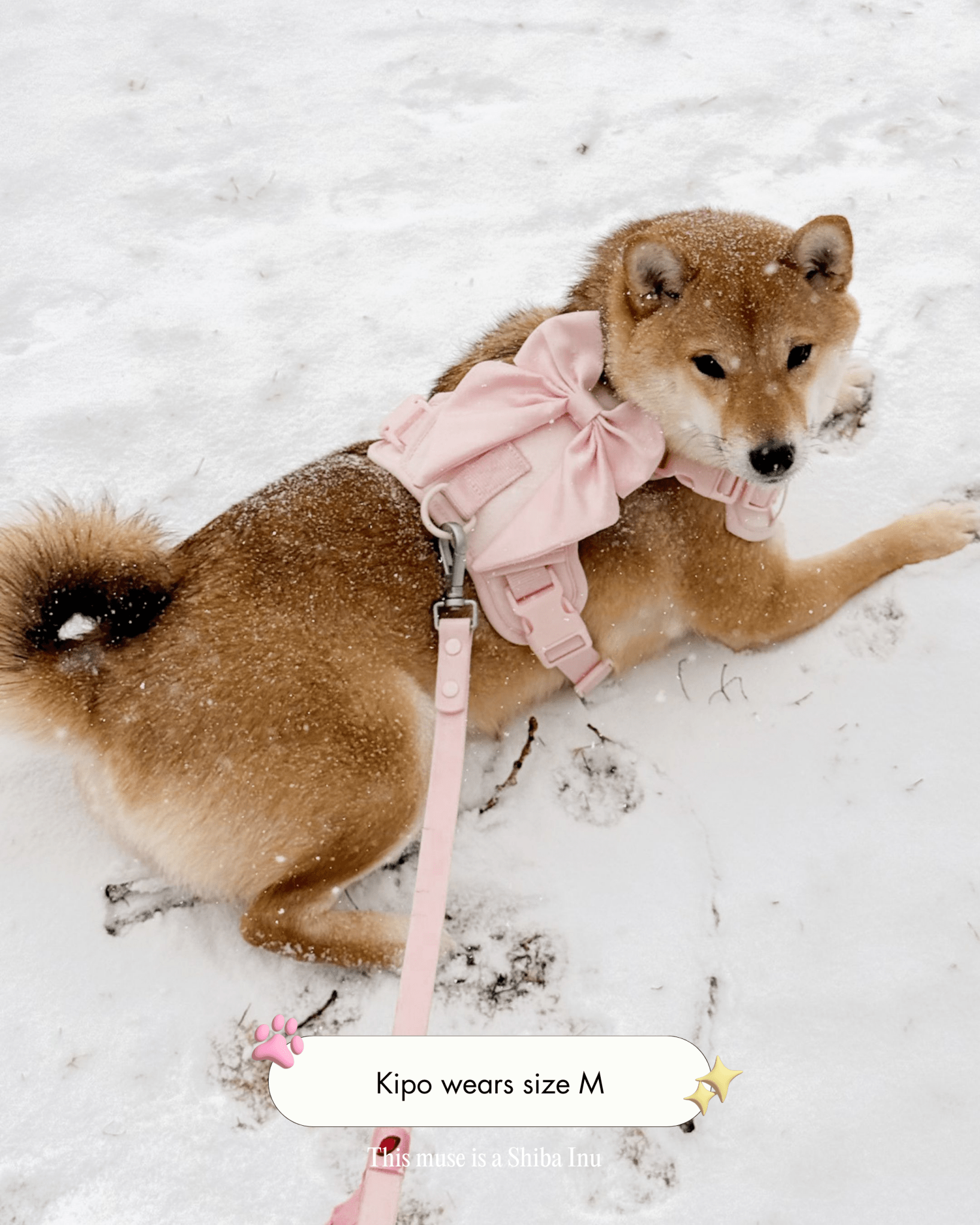 Wander! Bow Harness Blossom