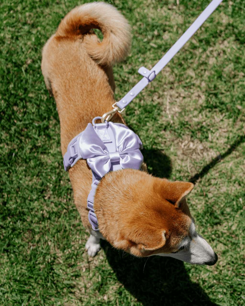 Wander! Multiway Leash - Lilac