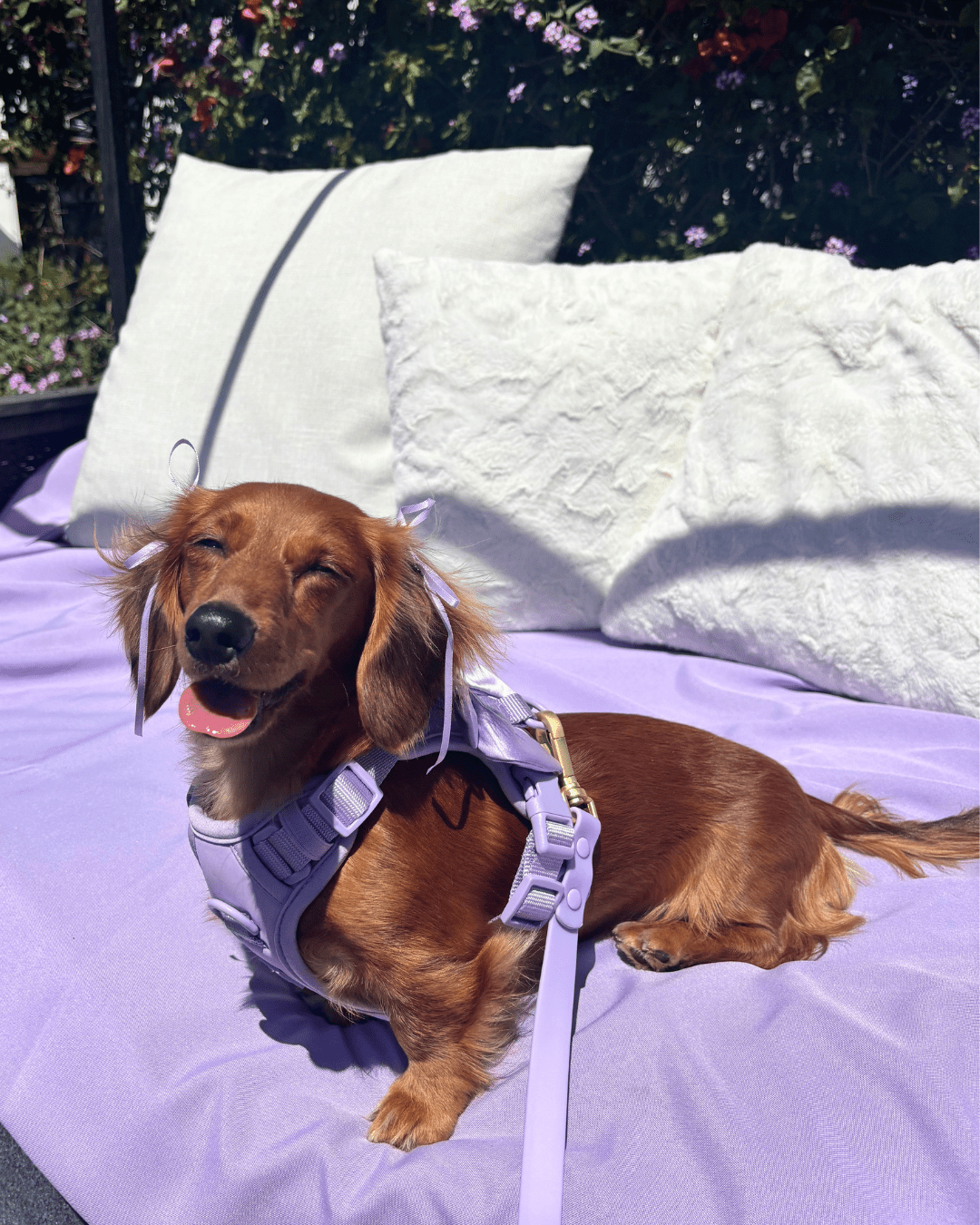 Wander! Bow Harness Lilac