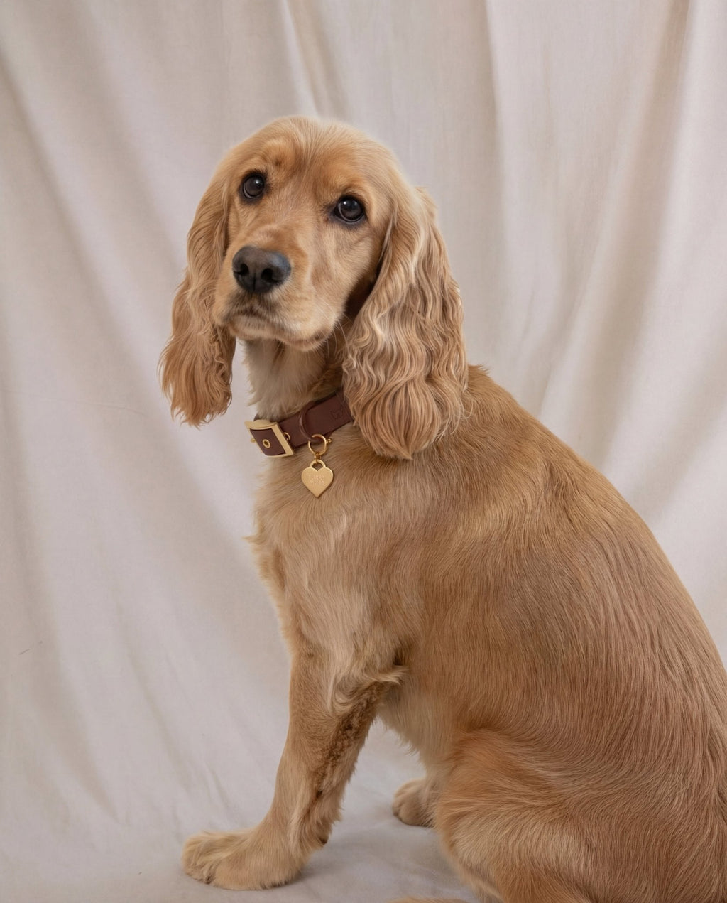 Wander! Collar 2.0 - Cocoa