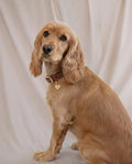 Wander! Collar 2.0 - Cocoa