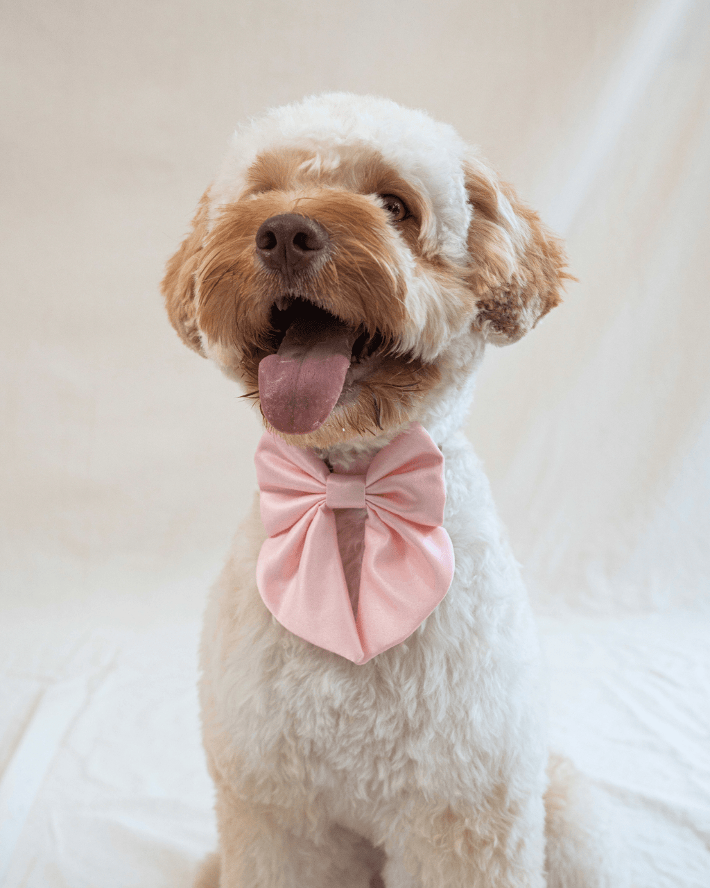 Satin Collar Bow - Blossom