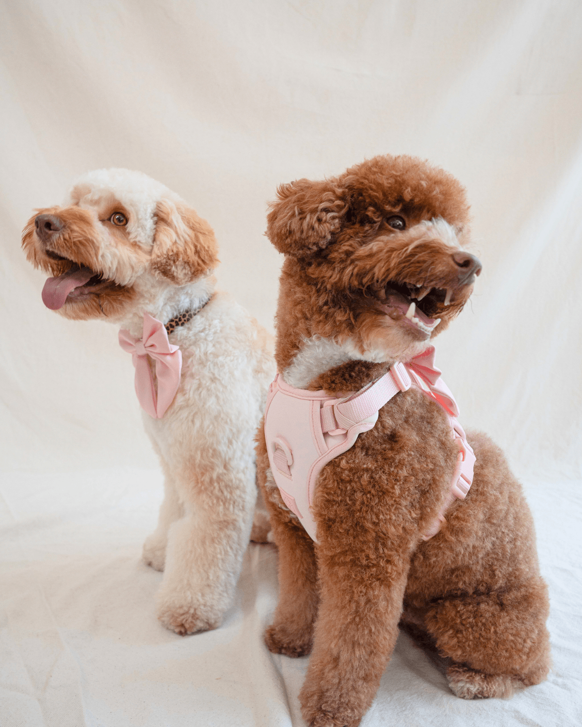 Satin Collar Bow - Blossom