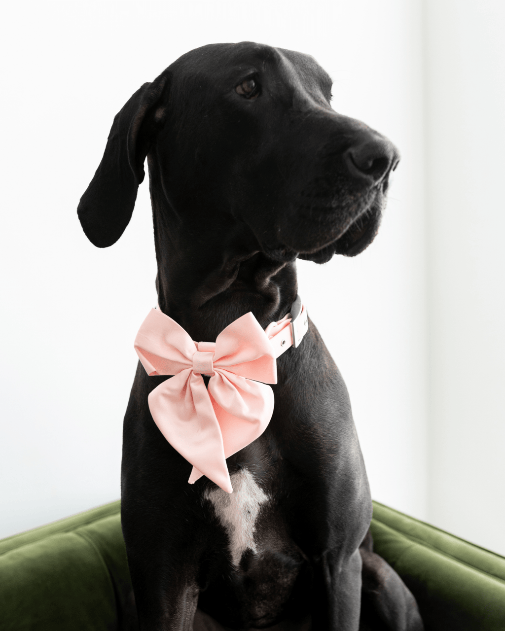Satin Collar Bow - Blossom