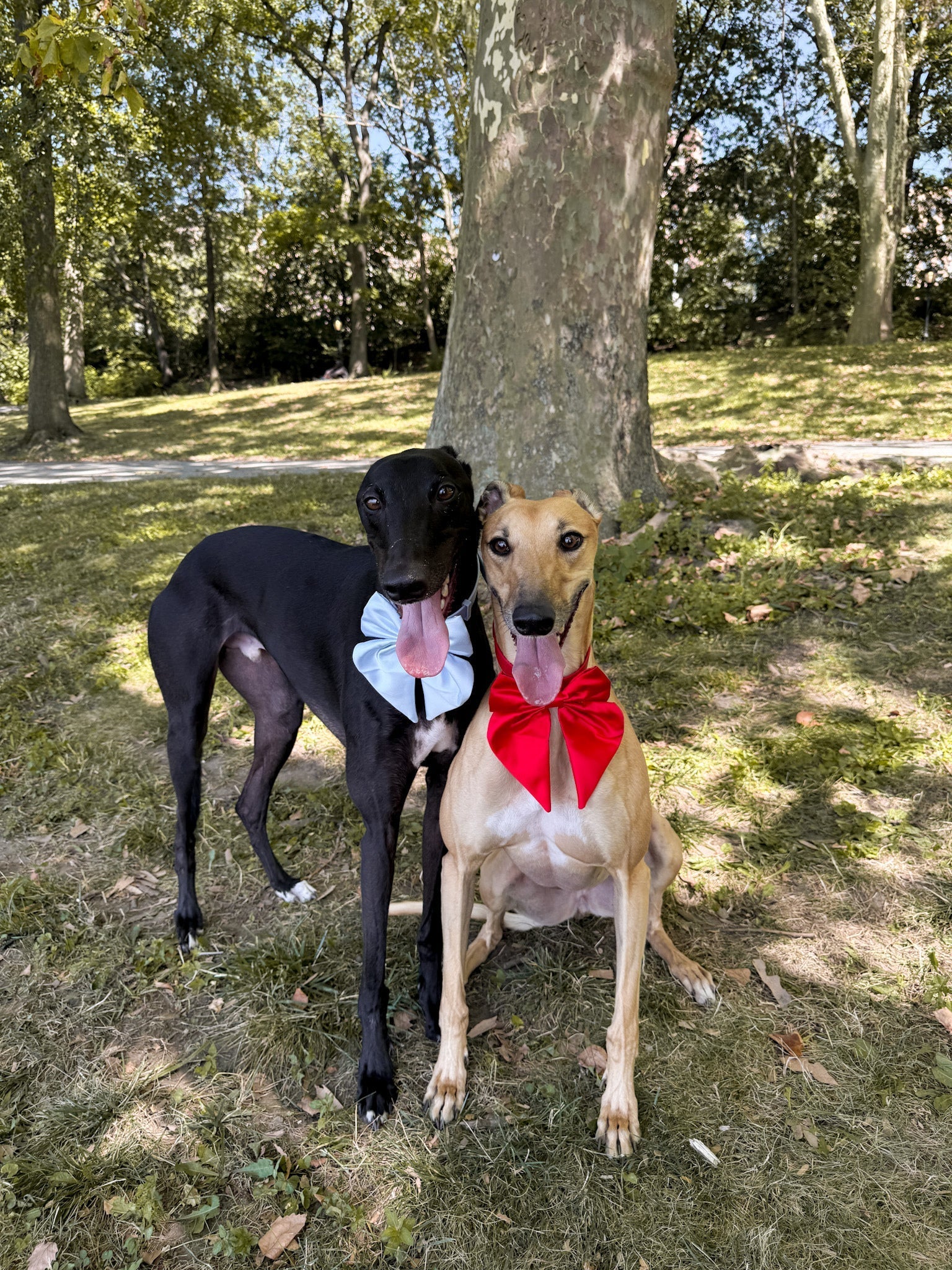 Satin Collar Bow - Sky