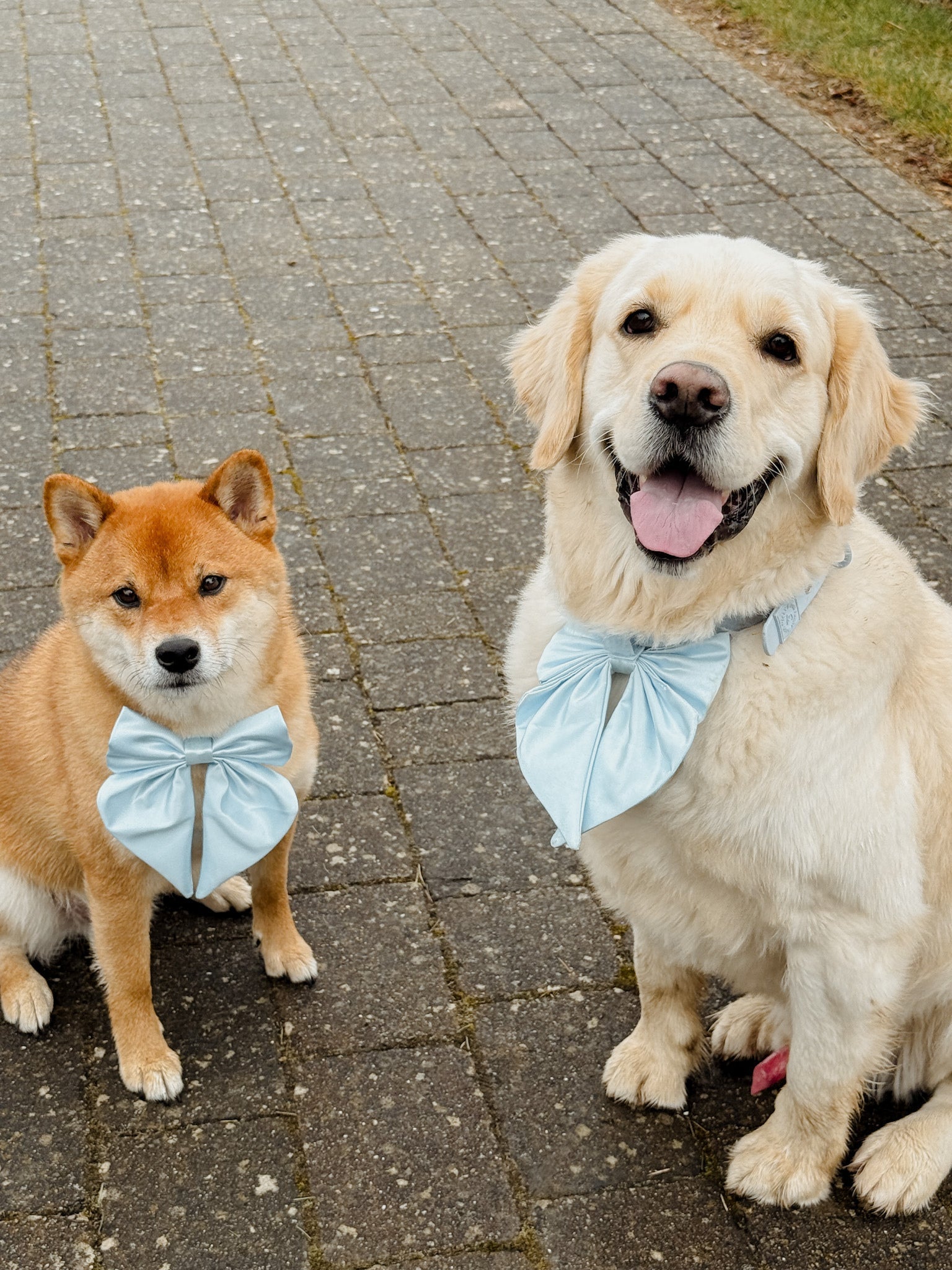 Satin Collar Bow - Sky