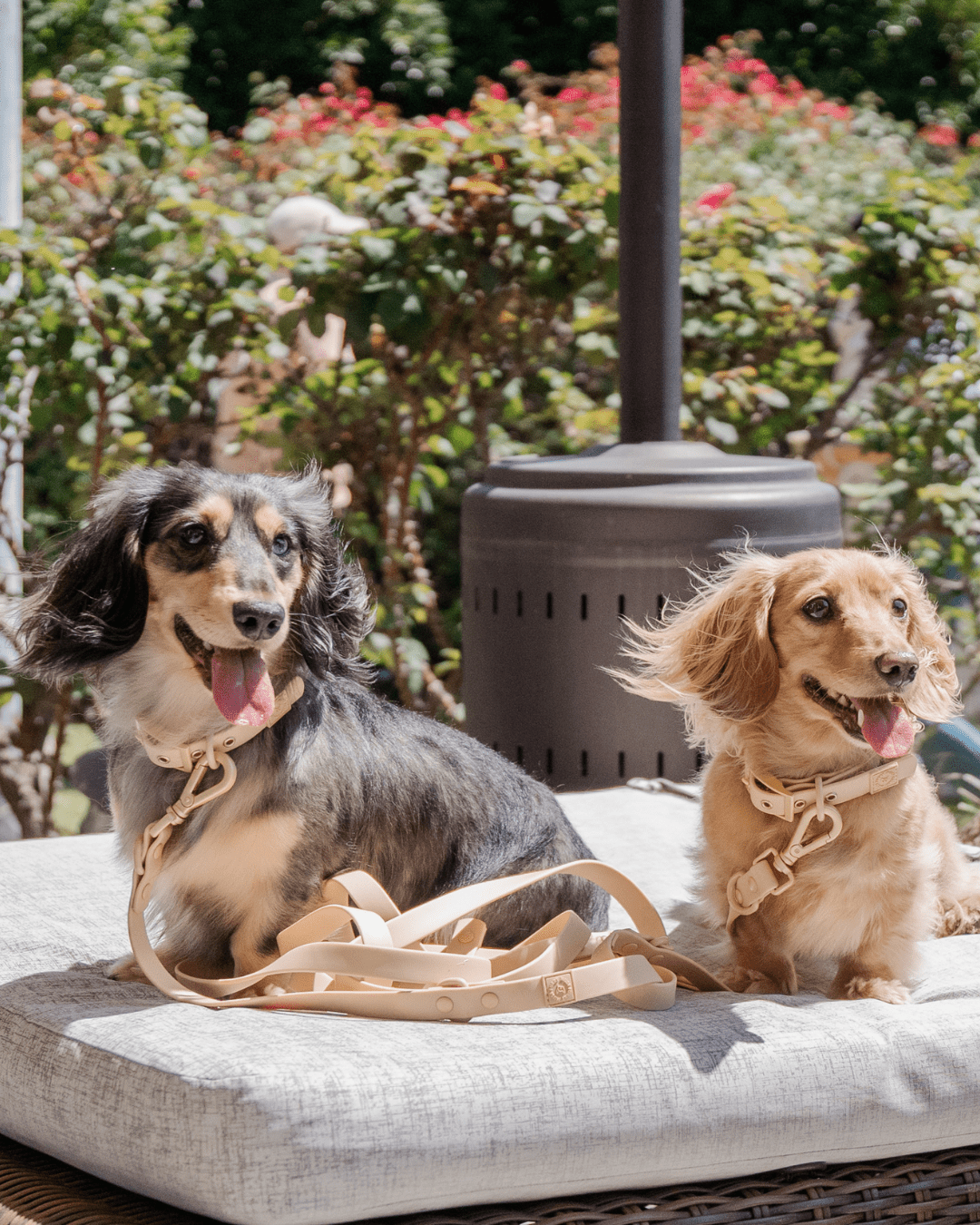 Wander! Multiway Leash -  Latte