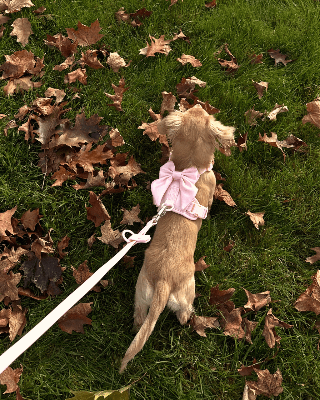 Wander! Multiway Leash - Blossom