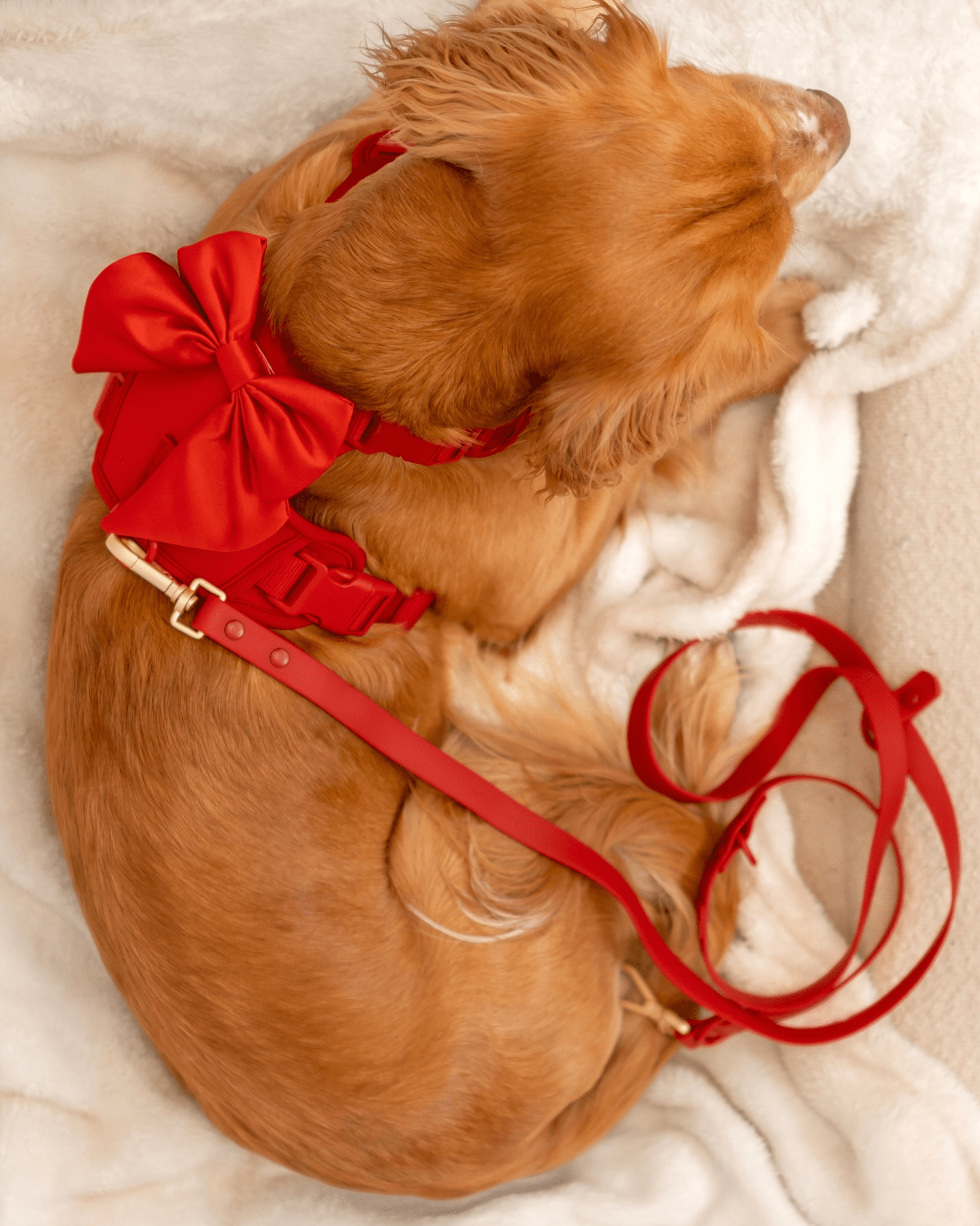 Wander! Multiway Leash -  Cherry