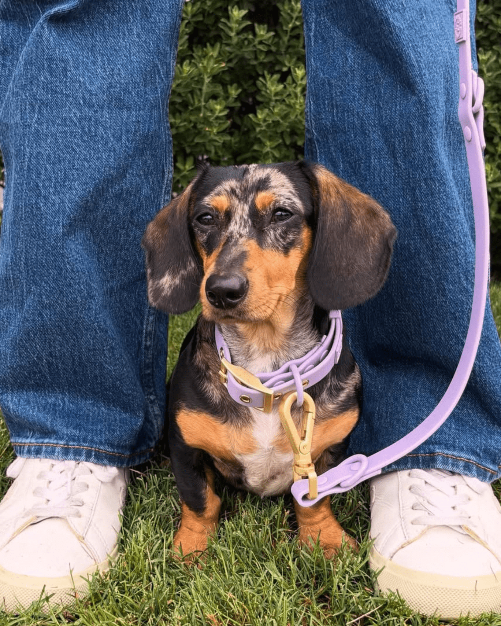 Wander! Waterproof Collar - Lilac