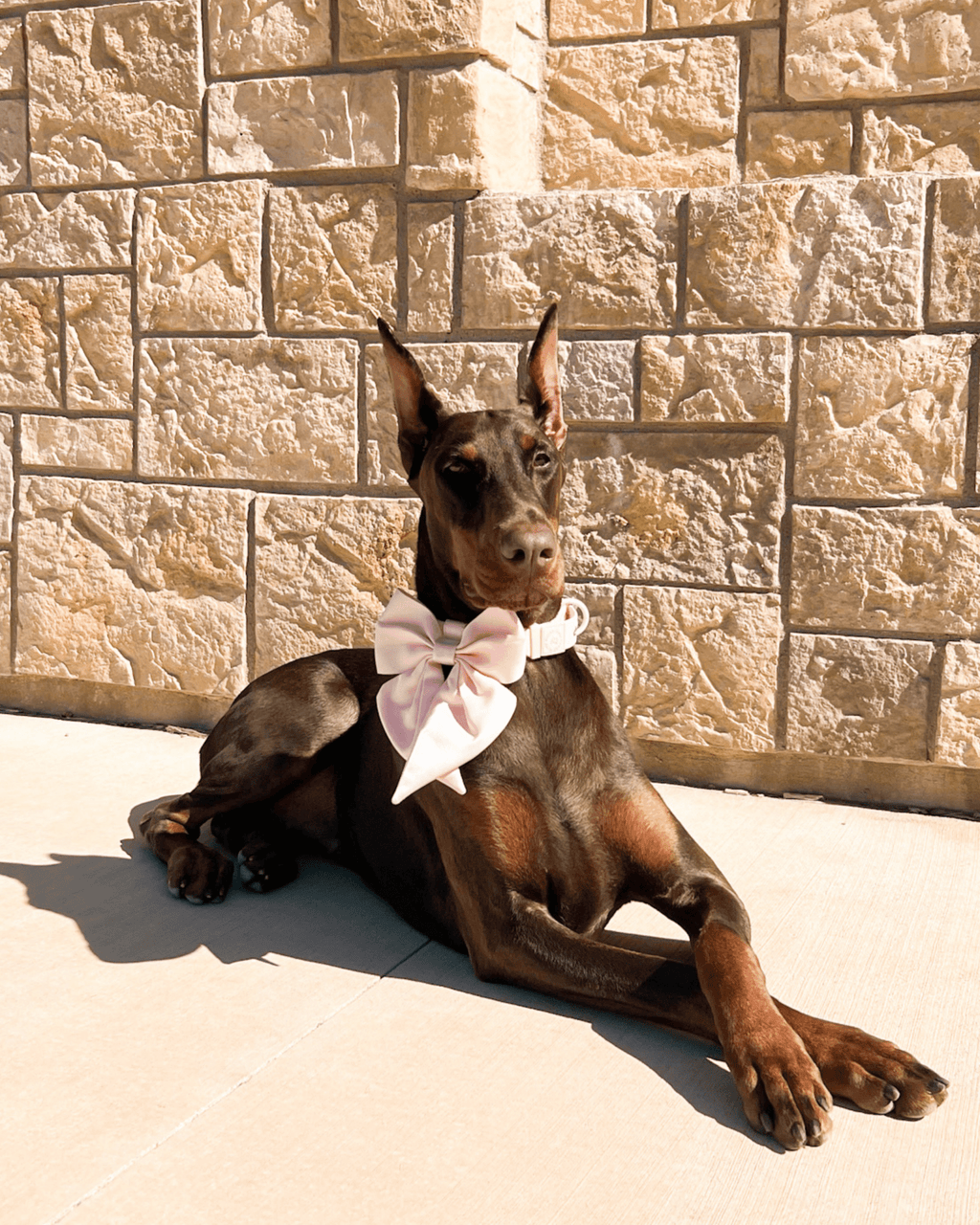 Satin Collar Bow - Blossom