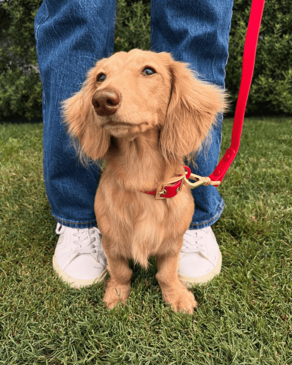 Wander! Waterproof Collar - Cherry