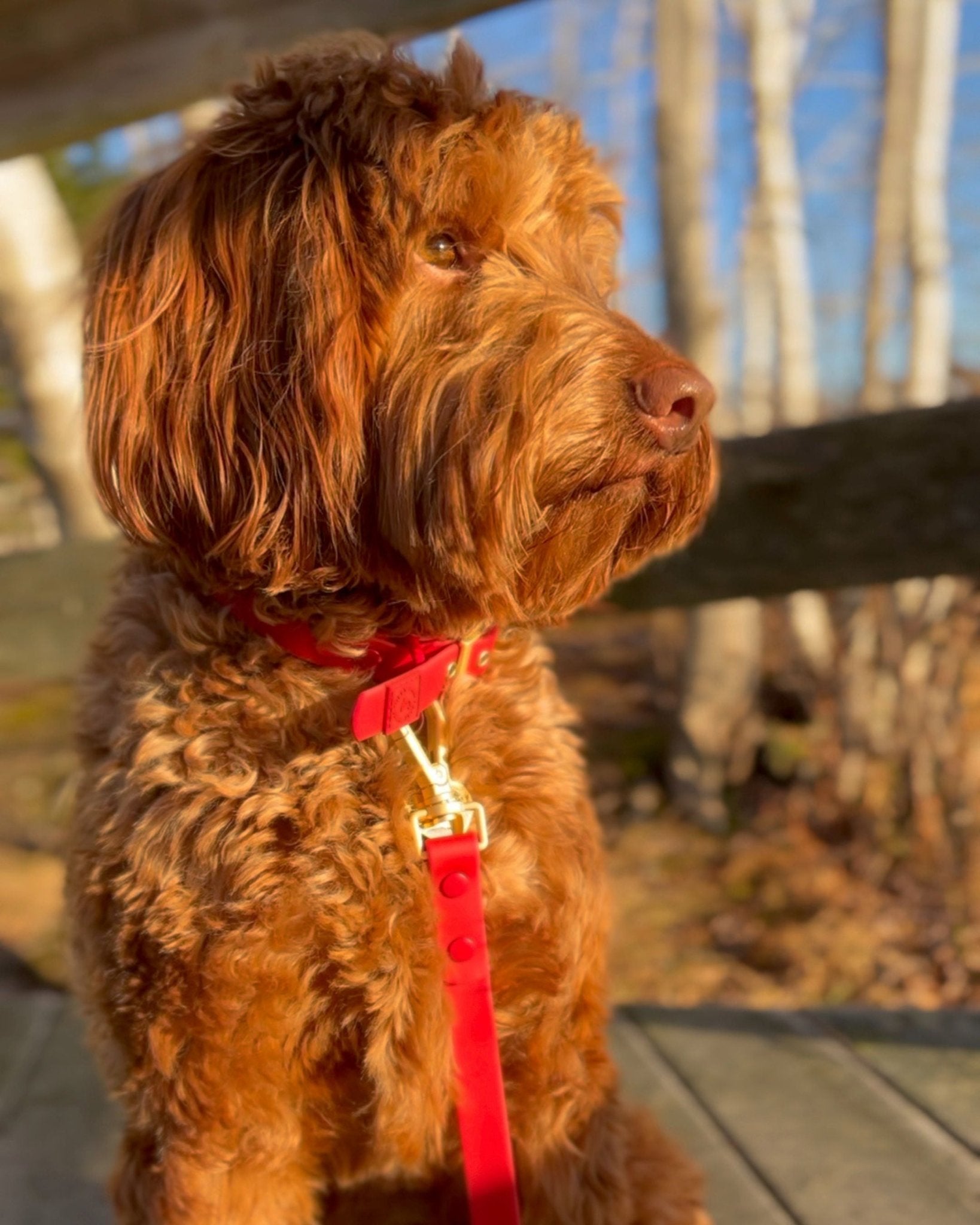 Wander! Waterproof Collar - Cherry