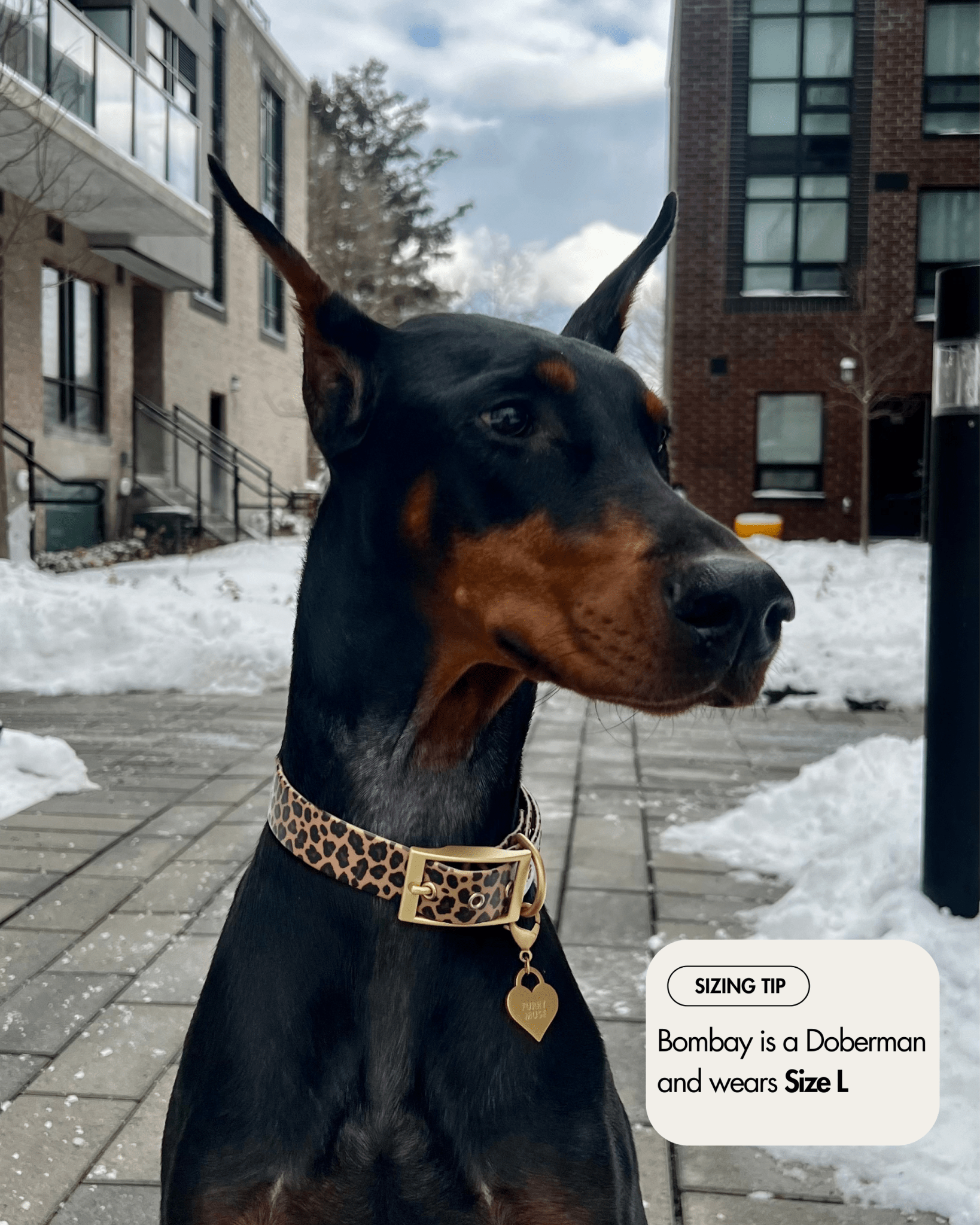 Wander! Waterproof Collar - Leopard