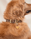 Wander! Waterproof Collar - Leopard