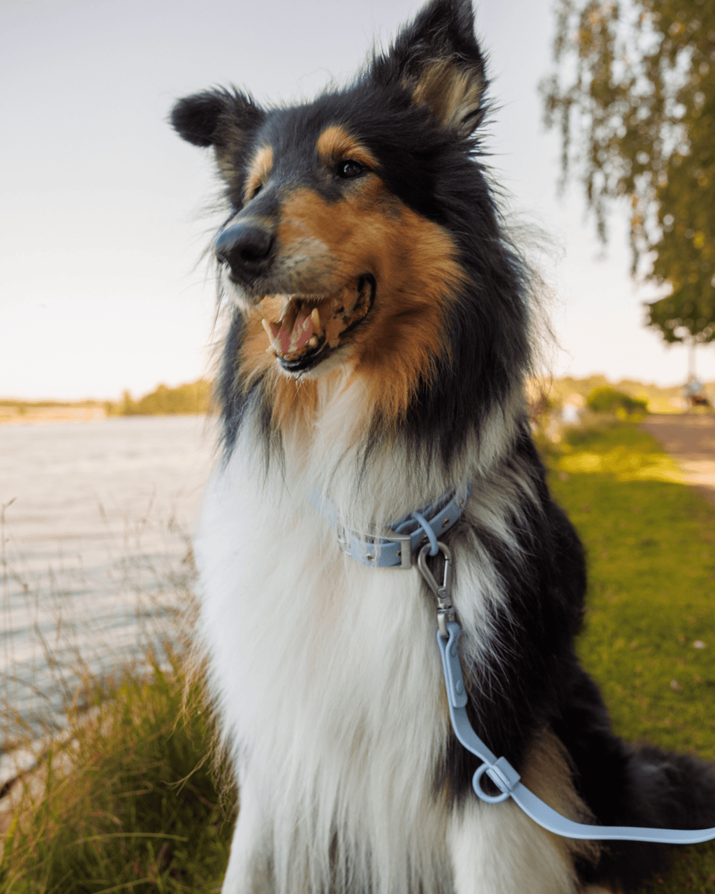 Wander! Waterproof Collar - Sky